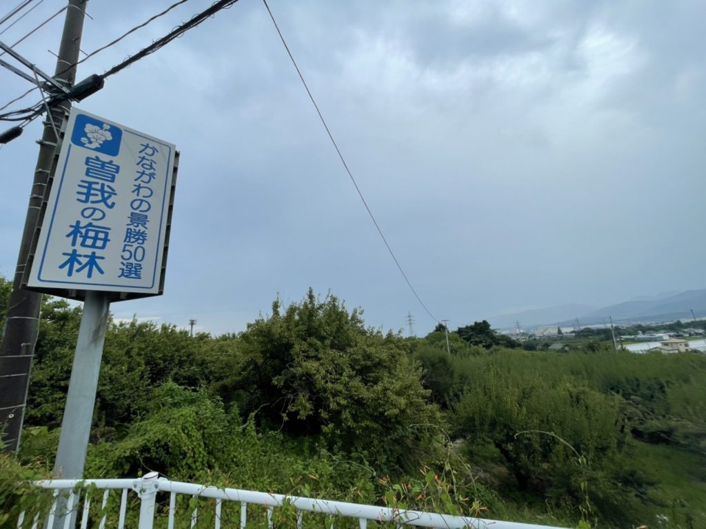 s__20635650