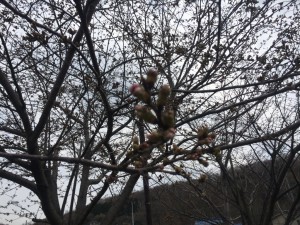 IMG_0488