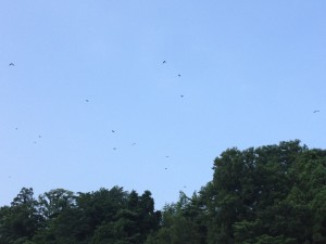 IMG_2896