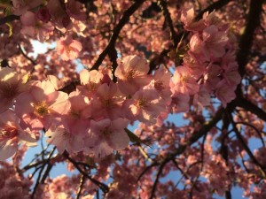 IMG_1830