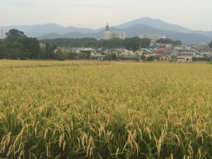 IMG_2725