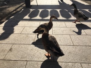IMG_3117