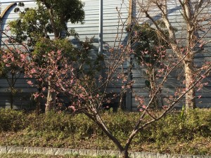 IMG_3374
