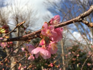 IMG_3375