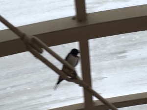 IMG_4541