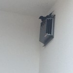 IMG_6270