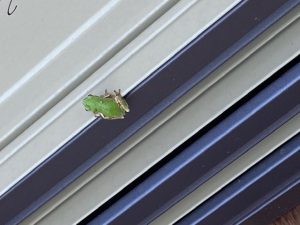 img_0317